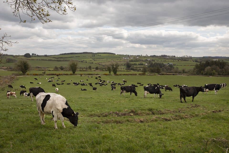 Dairy farmers face cuts to cow numbers as EU confirms Nitrates restrictions