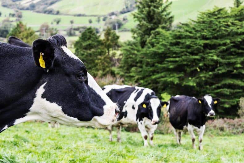 Derogation cut second-biggest blow to dairy farms in 70 years - ICMSA