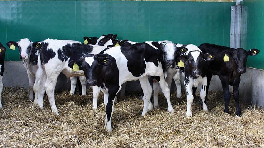 How cow minerals unlocked calf health for Somerset farm
