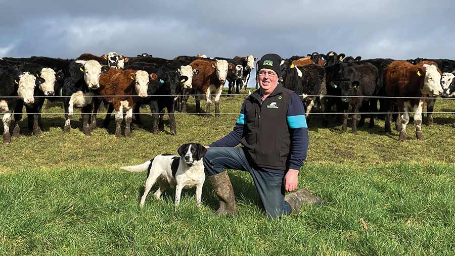 How dairy-beef outwintering setup saves on winter housing costs