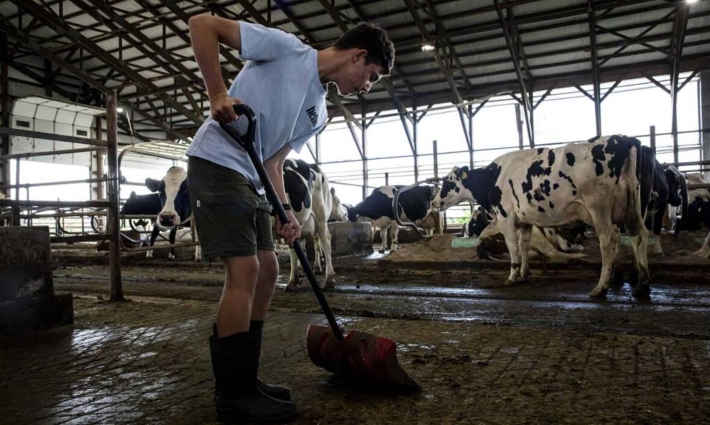 New Day Dairy GuestBarn Lets Visitors Pitch In At Iowa Dairy Farm