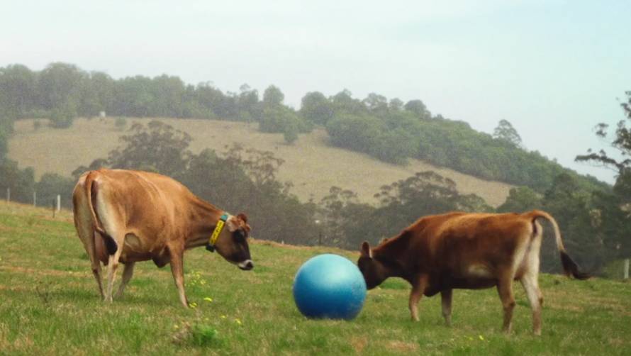 Elle and Belle bring Norco's Cow's Play to life. Picture by Norco