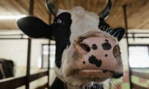Recent Study Reveals Costly Dairy Practice Overmedicating Cows with Mastitis