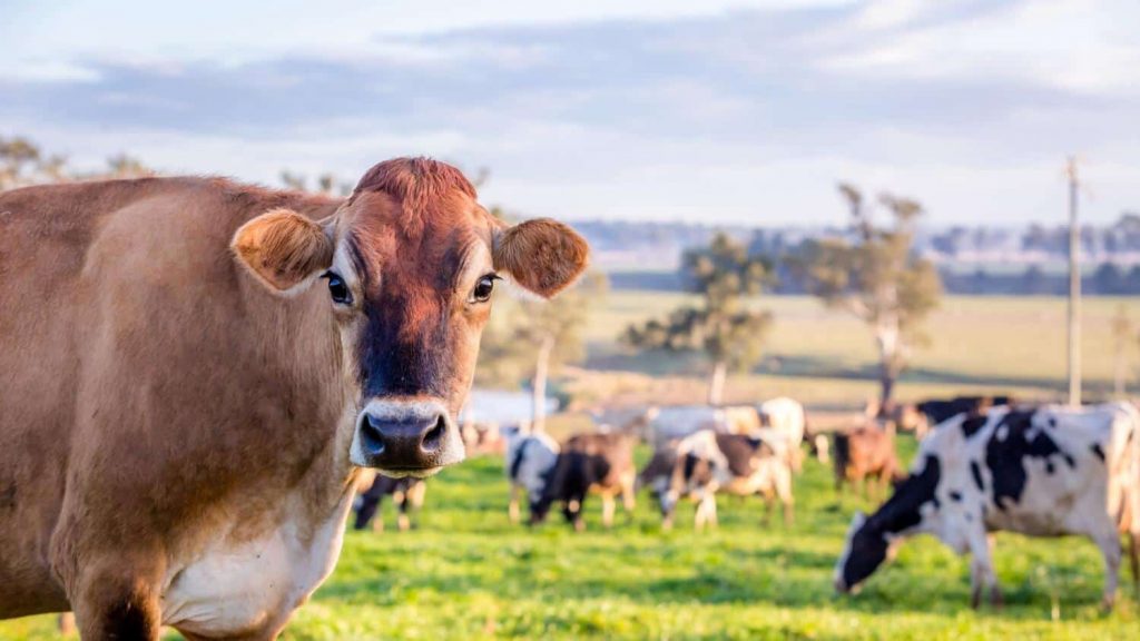 Slowing global milk production balances ‘tepid’ demand growth