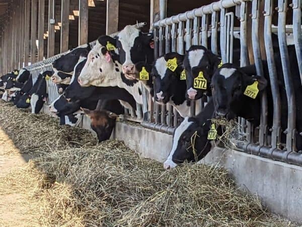 Unpredictable risk management stems from skim milk pricing changes