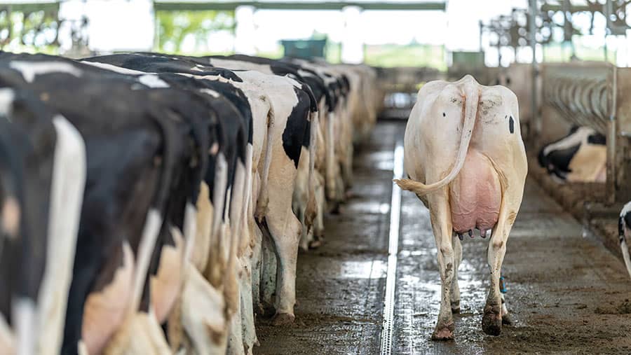 Why all herds could benefit from increased milk solids