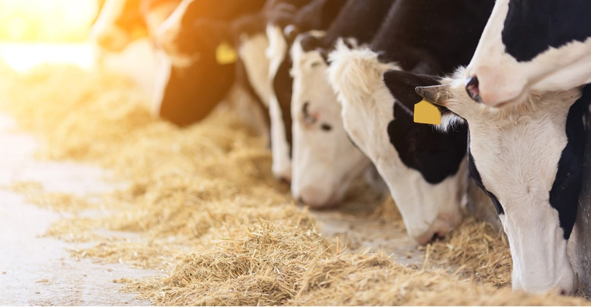 Is Beef the New Cash Cow for Dairy