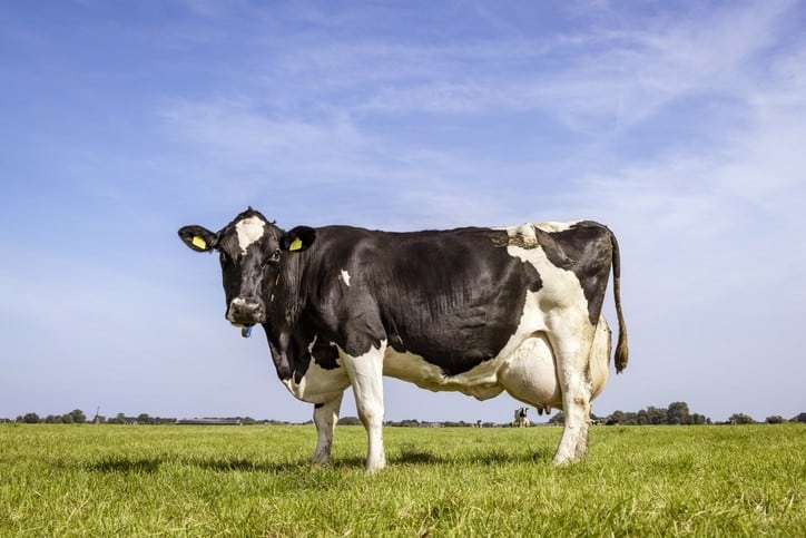 McDonald's and FrieslandCampina team up to slash GHG emissions in dairy sector