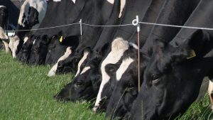 Dairy farmers to top farm income league table in 2024