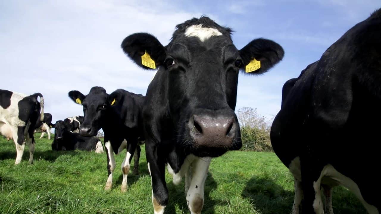 EU dairy farms on peat soil may face ‘serious challenges’ – Rabobank