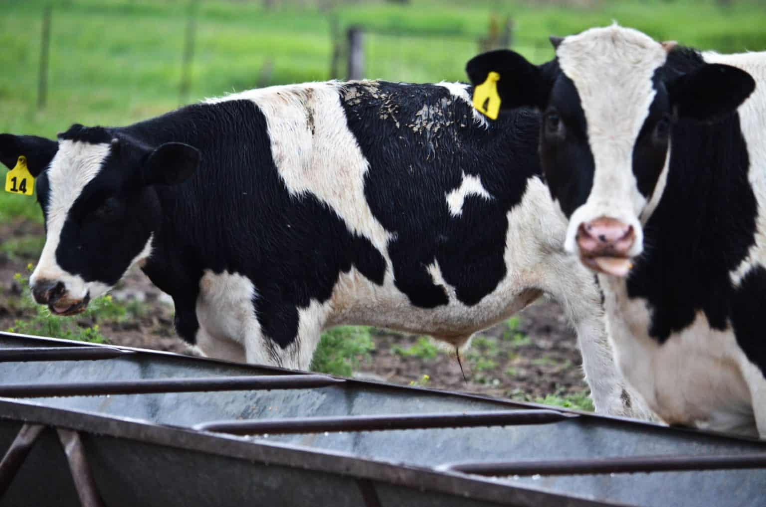 FDA grants supplemental claims for dairy and beef replacement heifers