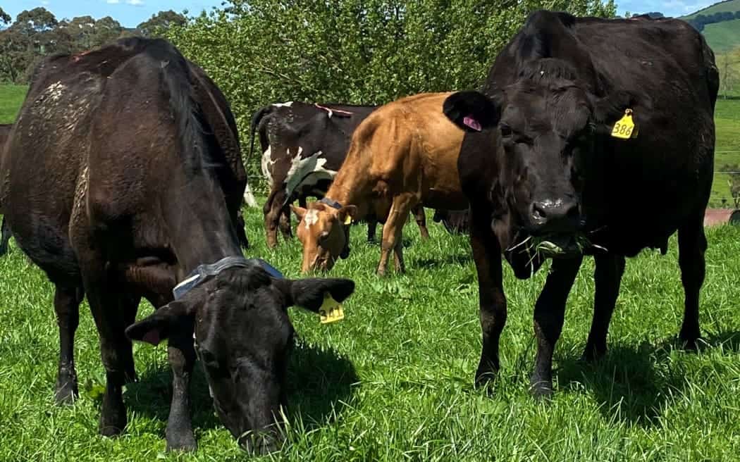 Farmers affected by sire semen quality issues to receive good-will payment