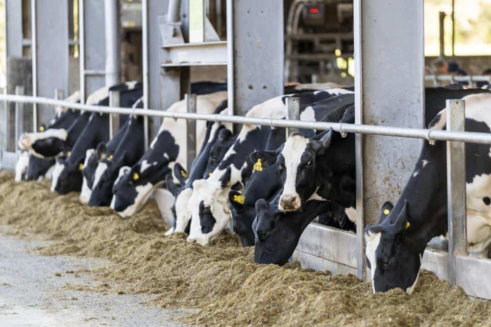 Milk price hits dairy margins – numbers fall on year