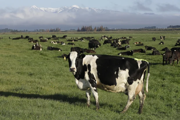 Fonterra’s local margins shrink as dairy cow scarcity grows