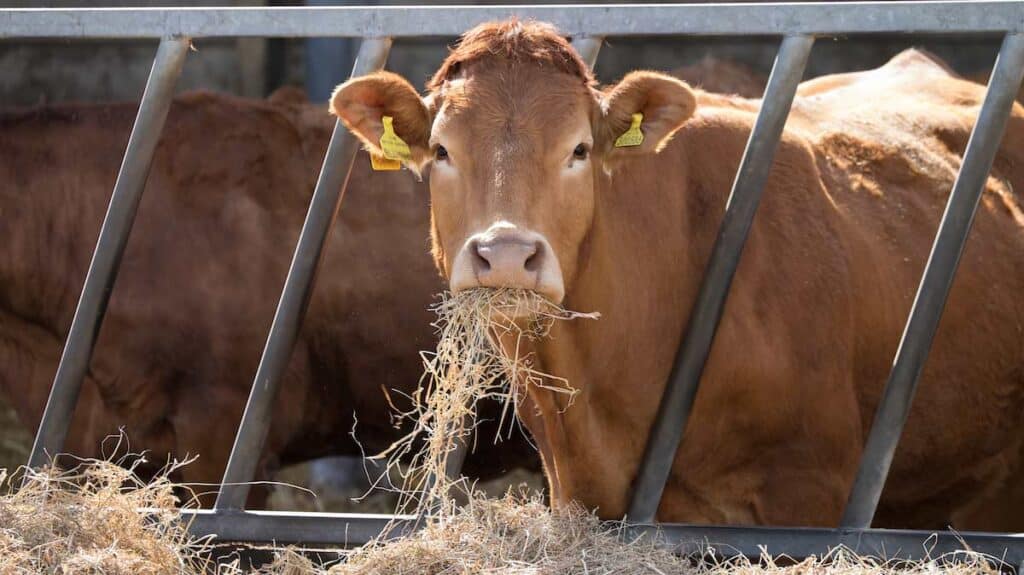 Outlook 2024 Cow numbers fall despite higher beef prices