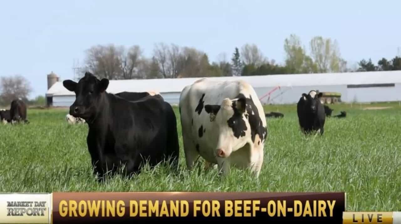 The beef-on-dairy revolution is a crossroads of opportunity for cattle producers