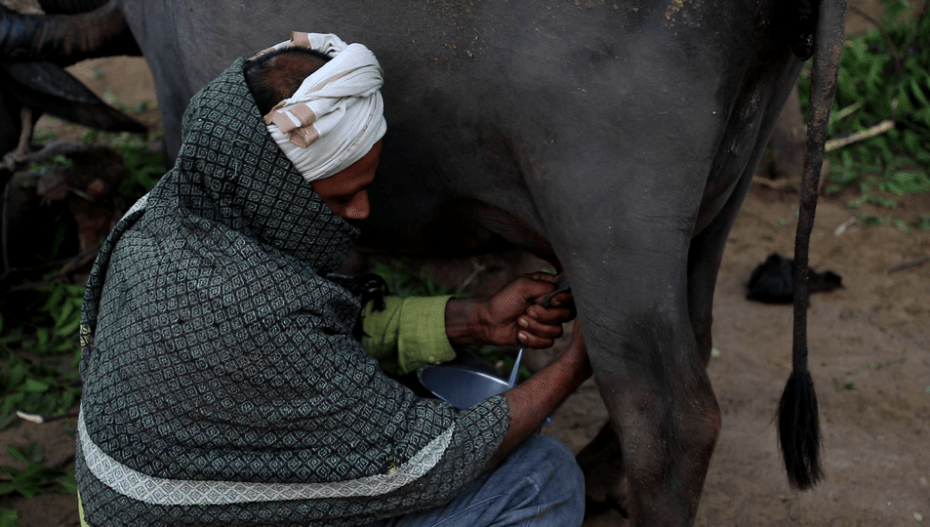 Dairy farmers prefer milking more buffaloes than cows to increase income