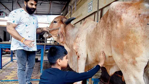 Lumpy Skin Disease: Are we staring at a milk drought in Maharashtra? -  eDairyNews-IN