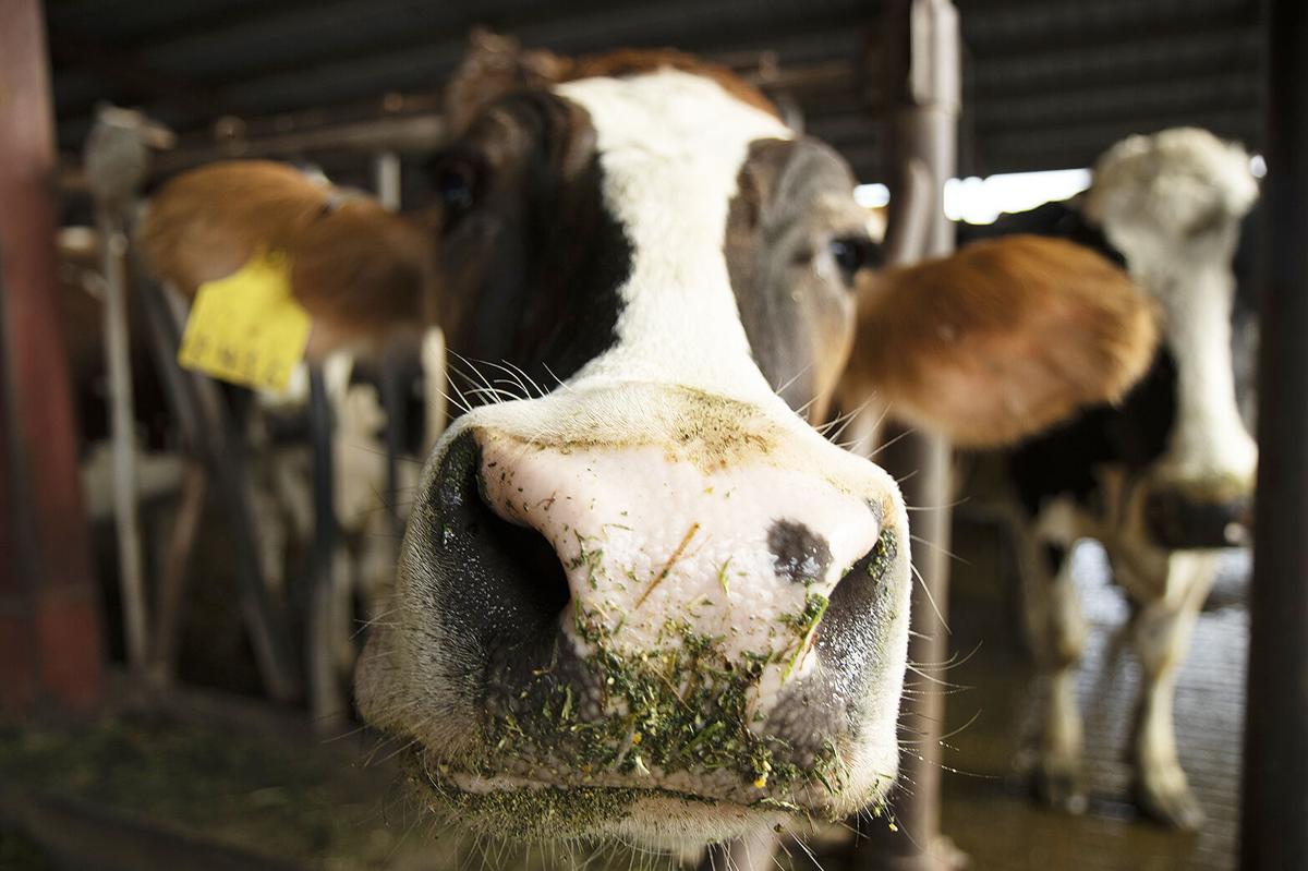 Commissioner orders clampdown on dairy farmers to control price