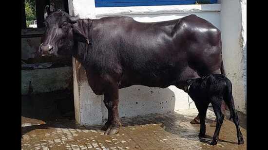 Karnal’s cloned buffalo gives birth to female calf