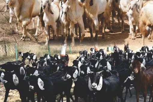 Here Is Your Step-By-Step Guide to Start a Dairy Farming Business In India