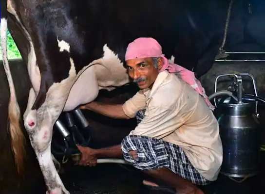 Karkala Steep increase in cattle feed price - Dairy farmers in dire straits