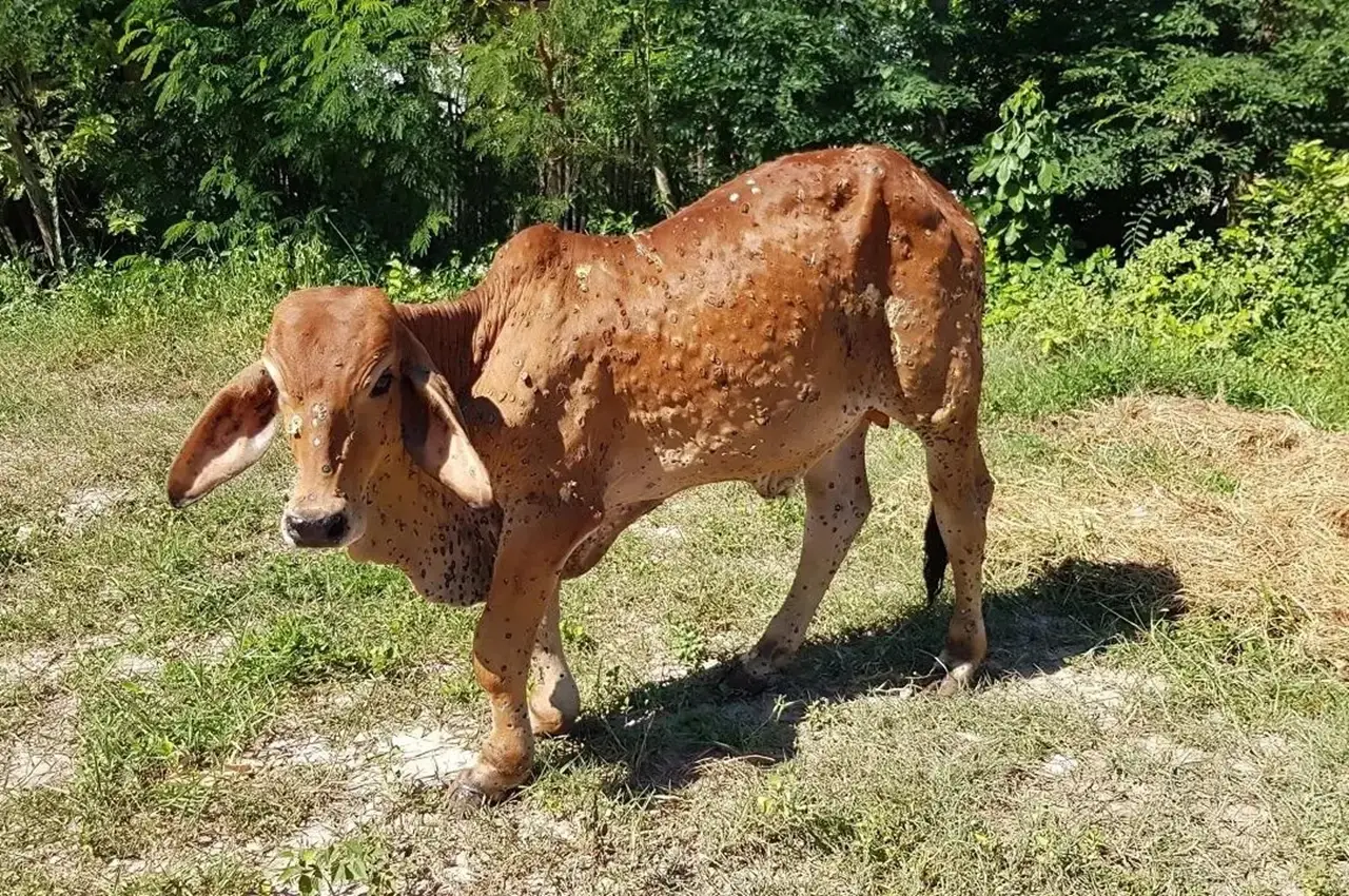 Tamil Nadu Dairy Farmers Worried Due to Growing Cases of Lumpy Skin Disease in Cattle