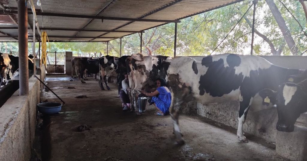 Gujarat’s model dairy industry once gave the nation Amul – but today is struggling to survive