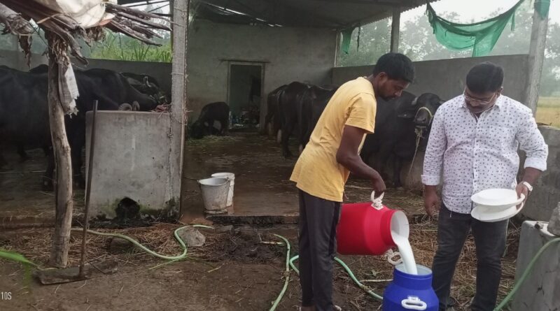 This dairy farmer takes home Rs 1.3 lakh per month