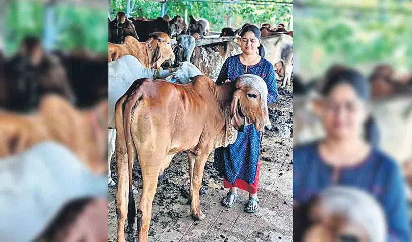 Shivani Reddy who runs Goudhaara with Gir breed cows at her farm in Moinabad.