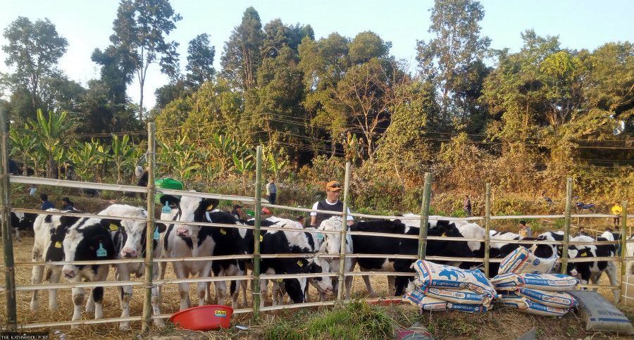 With Holstein cows, Sindhuli looks to boost dairy sector