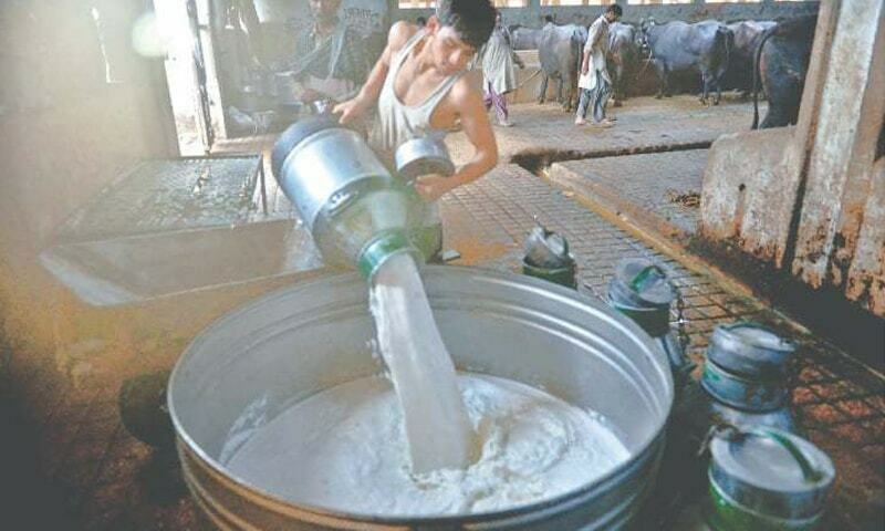 Another shock as milk price reaches Pak Rs 210 a litre in Karachi