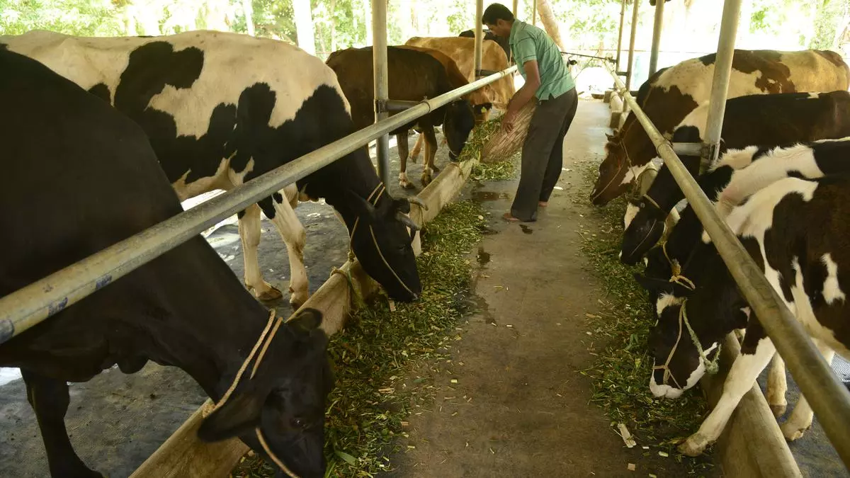 How digital financing is reaching dairy farmers and dairy micro-enterprises