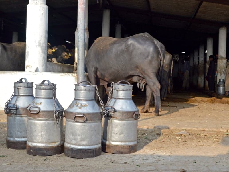 Milk price goes up by Rs20 in Hyderabad