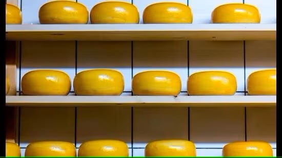 Cheese wheels placed on wooden shelf