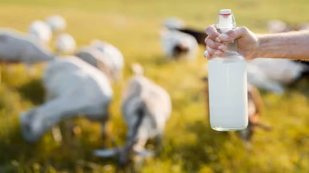 Here’s why you shouldn’t consume goat milk when infected with dengue virus