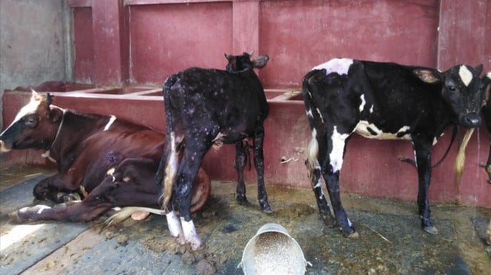 Lumpy skin of cattle spreads in 50 districts, disaster in agro sector feared