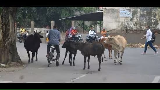 Cattle conundrum Sans security cover, PNN struggles to rein in bovine menace in Prayagraj