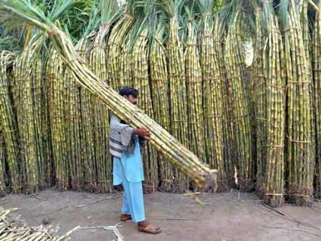 Farmers demand Rs450 per maund rate for sugarcane crop