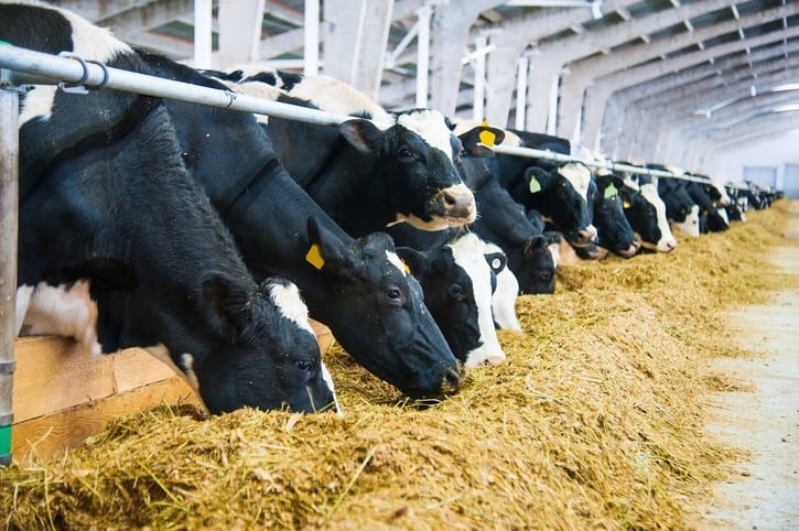 Dairy farmers urge CM Stalin to enhance subsidy for cattle feed