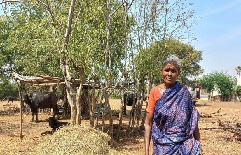 Uthukuli Butter The Case Of Missing Buffaloes And A Small Town’s Identity