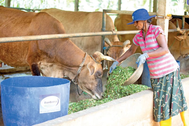 Fonterra’s Farmer Support Program powering future of Sri Lanka’s smallholder dairy farmers