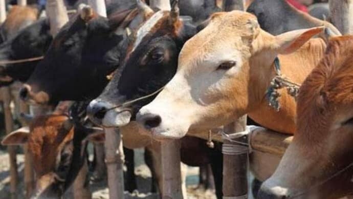 Kerala cattle farmer diagnosed with Brucellosis disease
