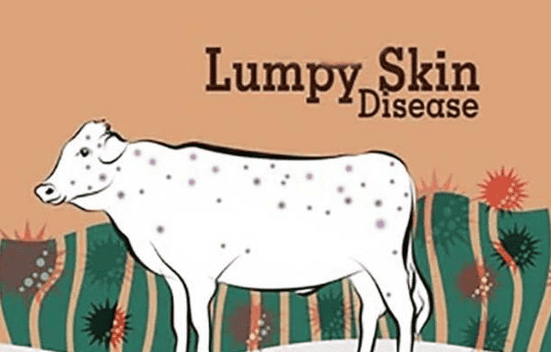 Lumpy Skin Disease A nightmare for cattle farmers