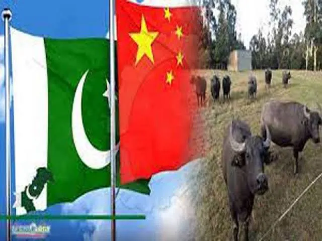 China customs allows Pakistani dairy products to export to China