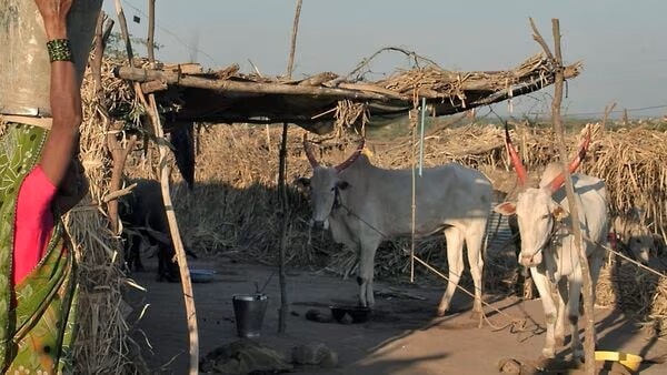 Country faces fodder crisis, milk prices could rise