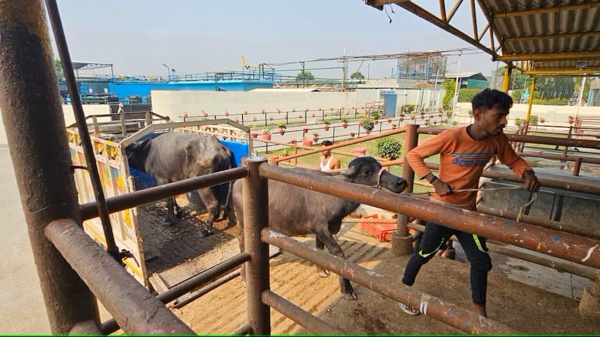 India's buffalo industry 'on the march' in competition with Australia's live cattle trade