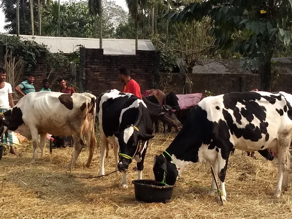 Karnataka’s ban on fodder puts dairy farmers in Wayanad in a fix