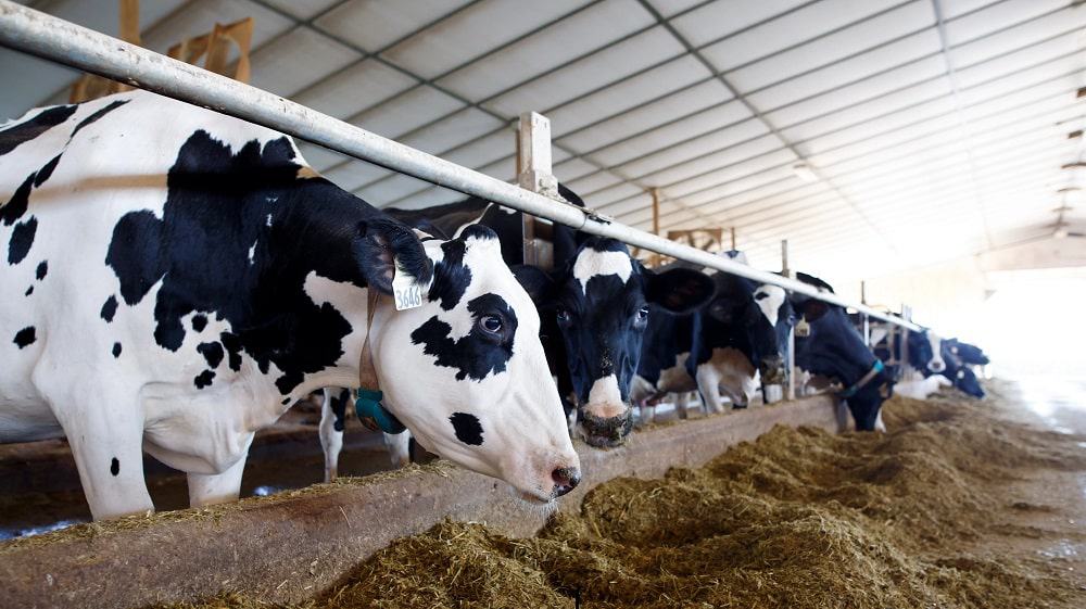 Govt Sets Up 19-Member Council For Promotion of Dairy Industry