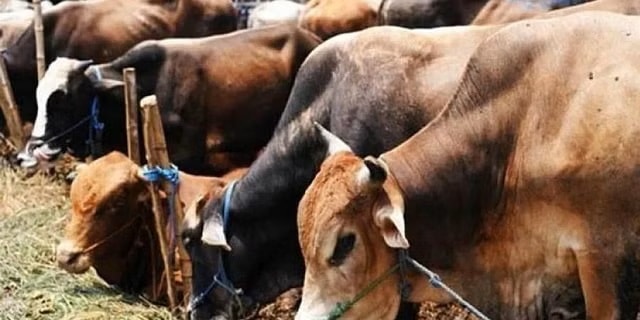 Rs 200 crore loans disbursed in two months for purchasing milch animals